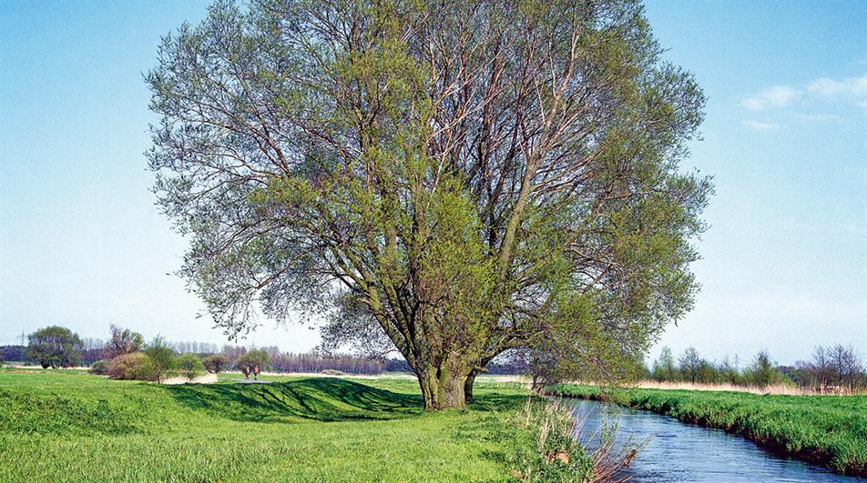 Salix alba - credit all images (except where captioned) Floramedia